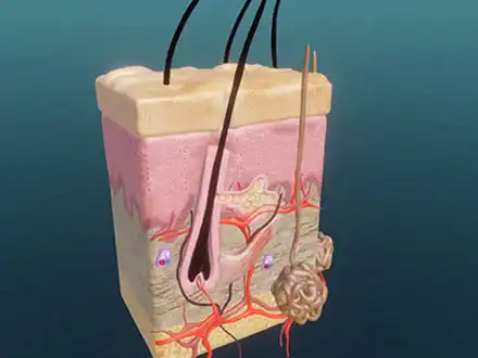 Beauty is Skin-Deep