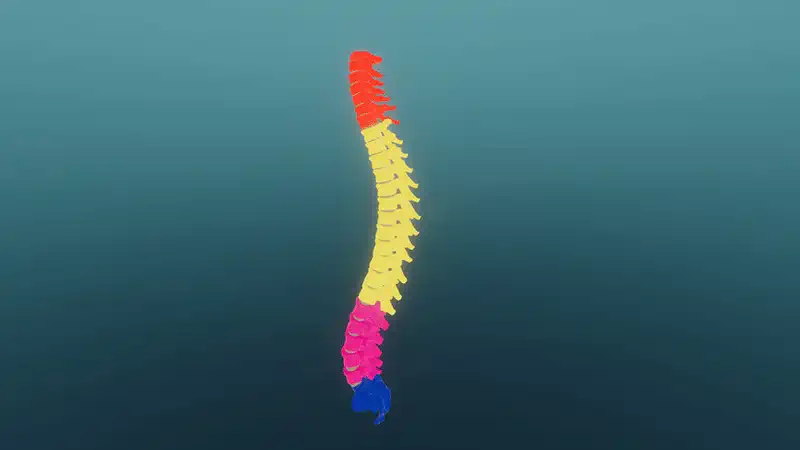 Vertebral column