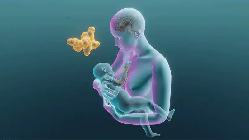 The hormonal background of lactation