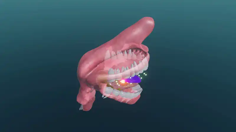 The process of swallowing