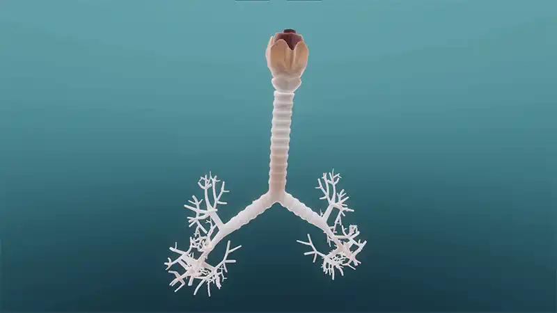 Respiration