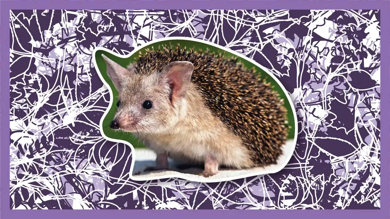 Living balls of spikes